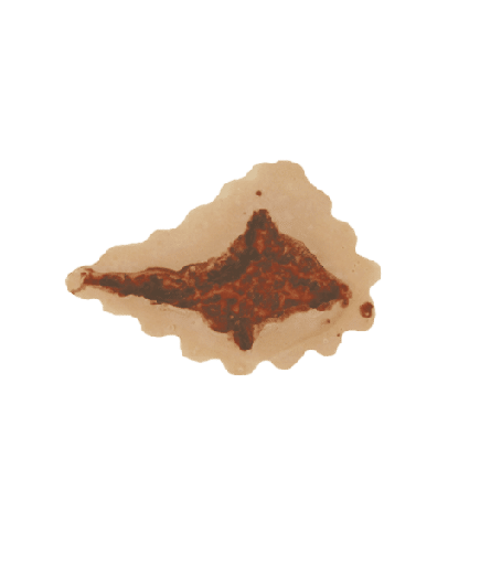 [3D-P-S3] Open Wound #1  (7cm) PU Foam