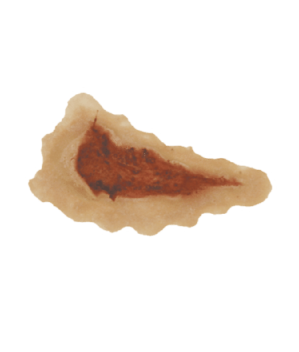 [3D-P-S4] Open Wound #2 (6cm) PU Foam